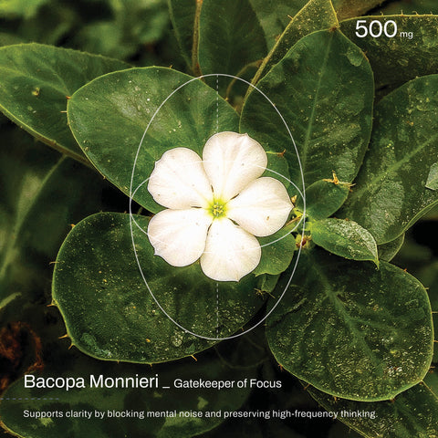 Quantum Mind _ Mind Elevation Gummies _ 60 Count