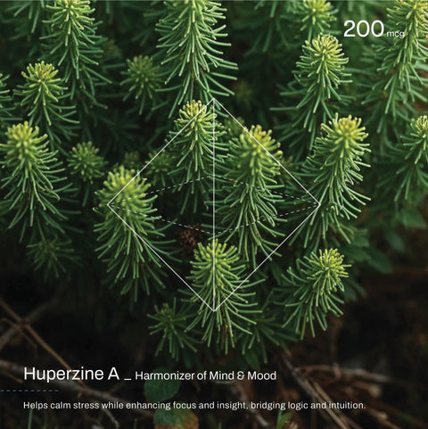 Quantum Mind _ Mind Elevation Gummies _ 60 Count