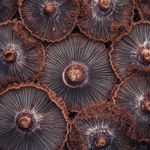 Nature’s wellness technology